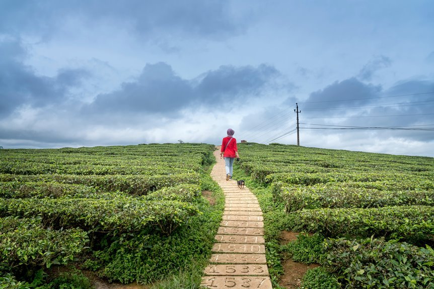 emerging horizons tracking numbers